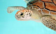 water turtle