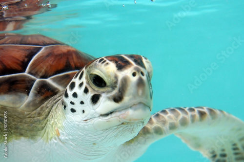 Photo: water turtle water turtle