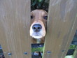 chien de garde