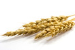wheat ears isolated on white