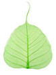 green leaf