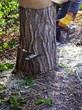 man cutting through trunk of tree with chainsaw man cutting through trunk of tree with chainsaw