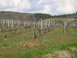 vignoble