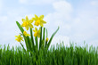 daffodils