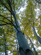 Colorado Aspens III