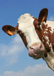 cow portrait