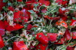 salat mit paprika