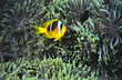 nemo