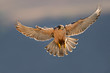 lanner falcon landing lanner falcon landing