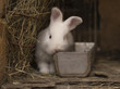 white rabit