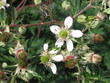bee on flower