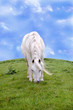 white horse