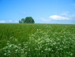 himmel mit wiese und baum