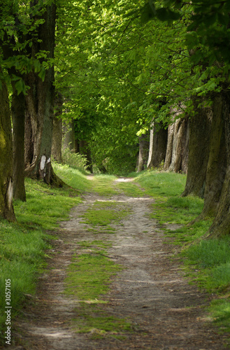 waldweg