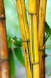 bamboo