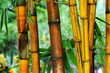 bamboo