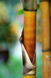 bamboo