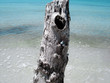 snails on tree