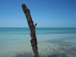 tree in the water