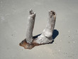 double tree trunk