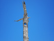 tree hole