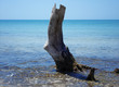 tree trunk in water