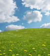 meadow spring
