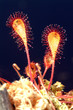 Foto: drosera longifolia drosera longifolia