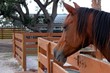 horse