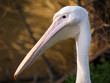 pelicans head