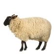 mouton suffolk