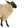 mouton suffolk