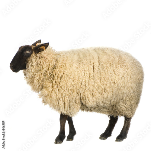Photo: mouton suffolk mouton suffolk
