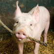 cochon
