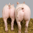 cochon