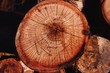 Foto: keruing logs keruing logs