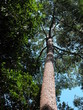 Foto: meranti tree meranti tree
