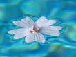 heaven's fountain
