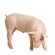 cochon
