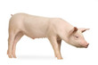 cochon