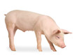 cochon