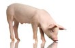 cochon