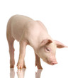 cochon