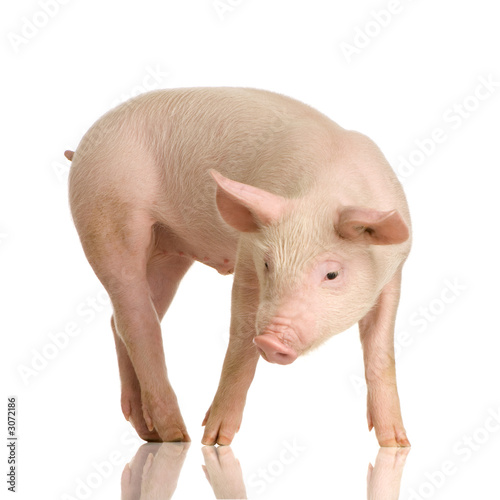 cochon