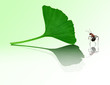 ginko biloba e formica
