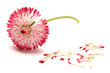 daisies
