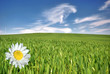 paysage de printemps