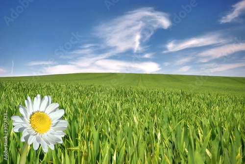 Photo: paysage de printemps paysage de printemps