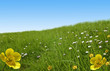 prairie bouton d'or