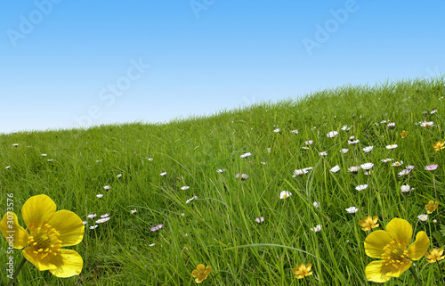 Photo: prairie bouton d'or prairie bouton d'or